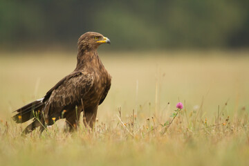 Birds of prey - Lesser Spotted Eagle Aquila pomarina