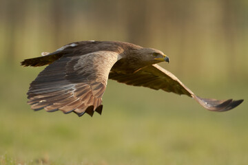 Birds of prey - Lesser Spotted Eagle Aquila pomarina
