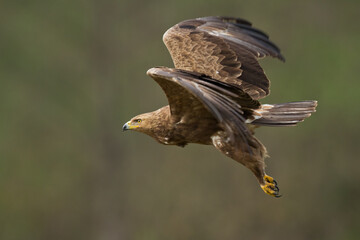 Birds of prey - Lesser Spotted Eagle Aquila pomarina