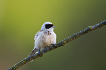 Bird Remiz pendulinus Penduline Tit perched on tree Poland Europe