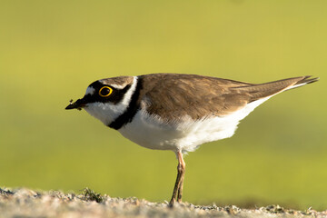 Bird Charadrius dubius, Little Ringed Plover on blurred background	