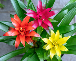Colorful Guzmania flower bracts in yellow, pink and orange. Guzmania is a genus within the bromeliad family of plants