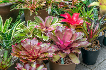 Neoregelia plants with colorful foliage. Neoregelia is a genus in the bromeliad family of tropical and sub-tropical plants