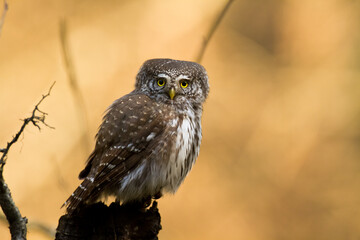 Pygmy owl Glaucidium passerinum little owl natural dark forest north parts of Poland Europe	
