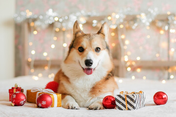 Corgi dog with gifts and Christmas decorations against the garland lights background. New Year and...