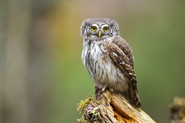 Pygmy owl Glaucidium passerinum little owl natural dark forest north parts of Poland Europe	