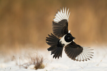 flying Bird - Common magpie Pica pica, very smart and clever bird with black and white plumage on brown background