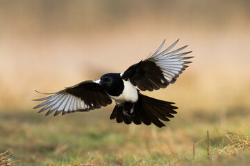 flying Bird - Common magpie Pica pica, very smart and clever bird with black and white plumage on brown background