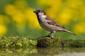 Bird House sparrow Passer domesticus
