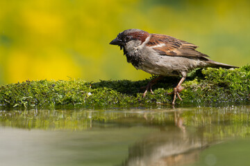 Bird House sparrow Passer domesticus