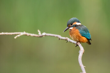 Fototapeta premium Bird - Kingfisher Alcedo atthis common kingfisher, bird - Poland, Europe 