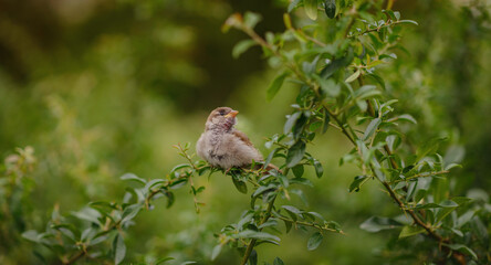 Cute little bird and branch. green background. Common Reed Bunting. Emberiza schoeniclus.