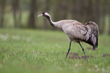Fototapeta premium Wild common crane, grus grus, walking on hay field in spring nature. Large feathered bird landing on meadow from side view. Animal wildlife in wilderness.