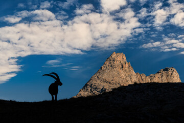 Sunset in the wild Alps, sihlouette of a king (Capra ibex)