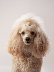 poodle on a beige background. Portrait of a funny and sweet pet in the studio