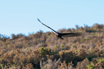 Turkey Vulture, planning in flight, Patagonia, Argentina