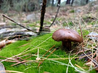 Children of autumn, mushrooms