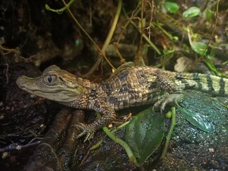 baby alligator