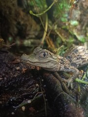 baby alligator