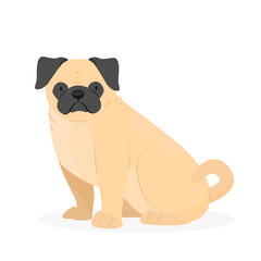 Sitting pug dog. Cute animal dog breed pug. Illustration isolated on white background.