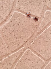 Two firebugs on the tile.