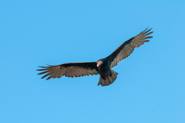 Turkey Vulture, ,planning in flight, Patagonia, Argentina