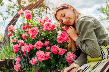 Woman enjoying Leonardo da Vinci rose with blooming pink flowers in summer garden. Gardener holding...