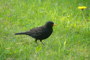 blackbird on green grass