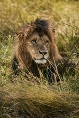 Obraz na płótnie Canvas Young lion photographed at dawn.