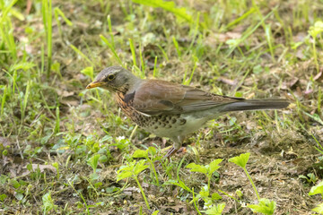 portrait of a fieldfare thrush on green grass