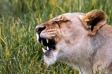 Closeup of a lioness roaring in the wild - obrazy, fototapety, plakaty