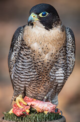 Halcón peregrino 