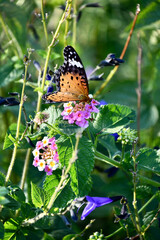 ランタナの花にとまるツマグロヒョウモン