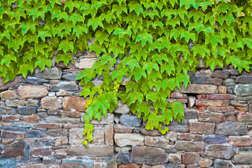 Old medieval stone wall covered with fresh green ivy