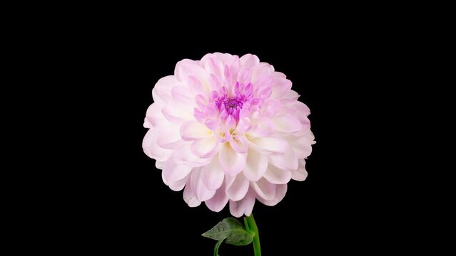 Dahlia Blossoms. Time Lapse of Opening Beautiful White Dahlia Flower on Black Background. 4K.