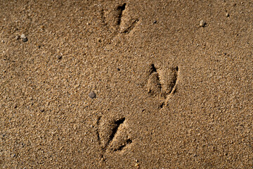 Fototapeta na wymiar Duck footprints in the sand found on the beach