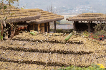 Fototapeta na wymiar Green zucchini is placed on the roof of a traditional Korean thatched house