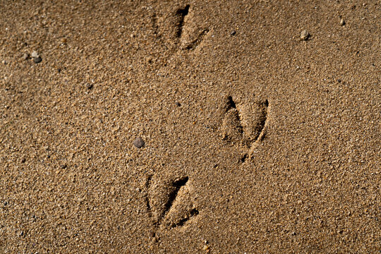 Duck footprints in the sand found on the beach