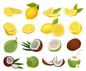 Yellow Lemon Citrus Fruit and Coconut Shell Big Vector Set