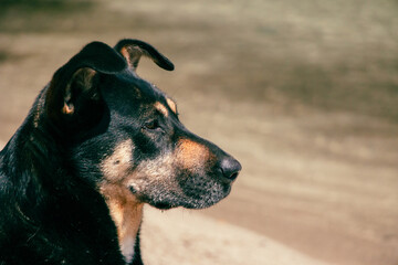 perro de perfil