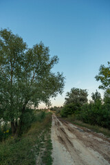 Fototapeta premium road in the forest
