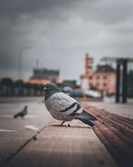 Vertical shot of a gray pigeon perched on a ledge