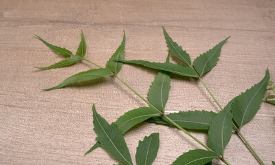 Obraz premium Neem leaves used as ayurvedic medicine with ground neem paste and juice Used in skin care, beauty products and creams.