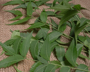 Obraz premium Neem leaves used as ayurvedic medicine with ground neem paste and juice Used in skin care, beauty products and creams.