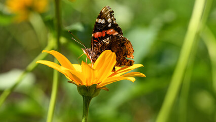 Butterfly and flower. Butterfly admiral on a yellow flower (Vanessa cardui, Nymphalidae). Spring and summer background