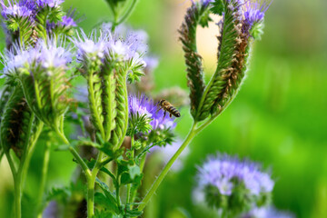 Bee and flower phacelia. Flying bee collects pollen from phacelia on a green background. Phacelia tanacetifolia (lacy). Spring and Summer backgrounds