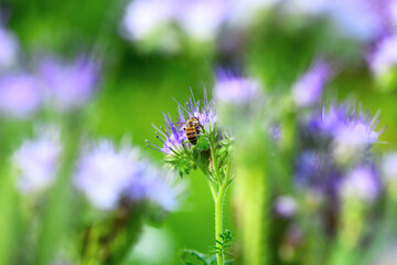 Bee and flower phacelia. Close up of a large striped bee collects honey from phacelia on a green background. Phacelia tanacetifolia (lacy). Summer and spring backgrounds
