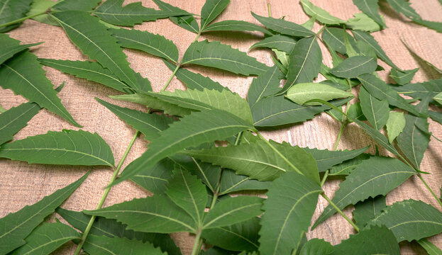 Neem leaves used as ayurvedic medicine with ground neem paste and juice Used in skin care, beauty products and creams.