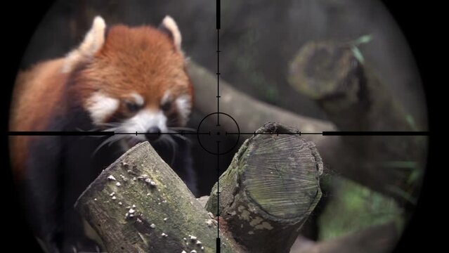 Red Panda in Gun Rifle Scope. Wildlife Hunting. Poaching Endangered, Vulnerable, and Threatened Animals