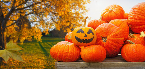  Pumpkins In The Field At Sunset - Thanksgiving And Fall Background